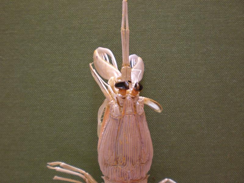 Carinosquilla thailandensis 2.jpg